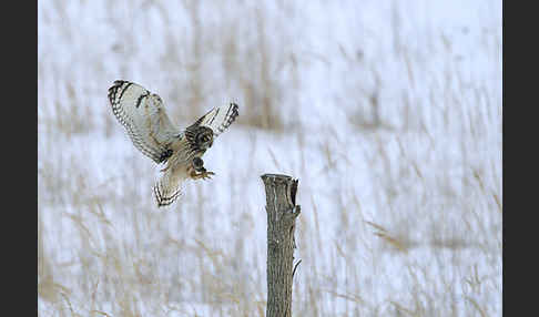 Sumpfohreule (Asio flammeus)