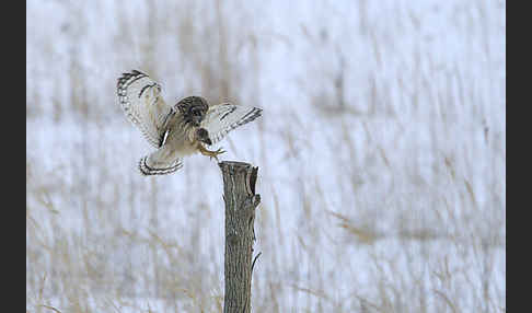 Sumpfohreule (Asio flammeus)