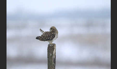 Sumpfohreule (Asio flammeus)