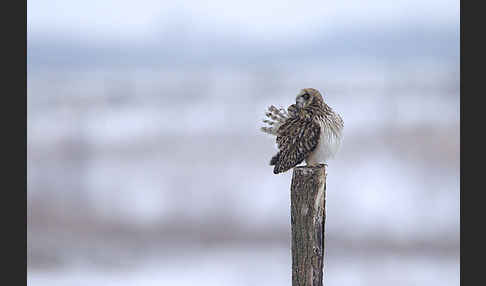 Sumpfohreule (Asio flammeus)