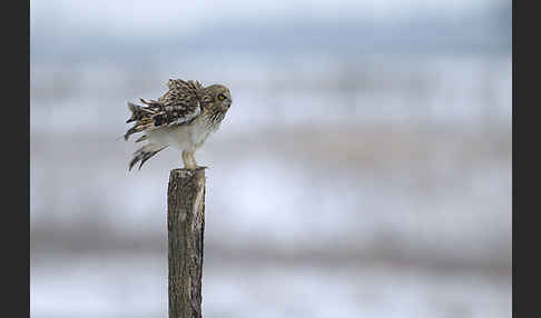 Sumpfohreule (Asio flammeus)