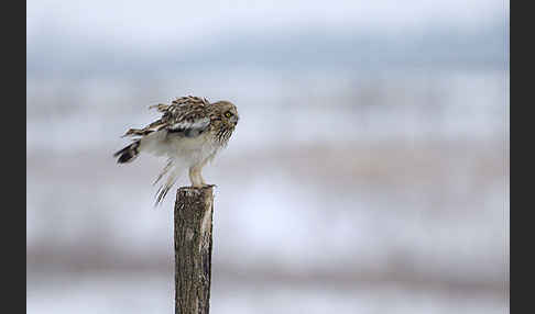 Sumpfohreule (Asio flammeus)