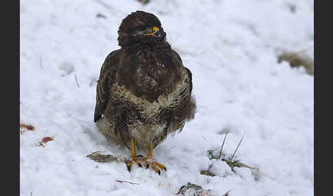 Mäusebussard (Buteo buteo)