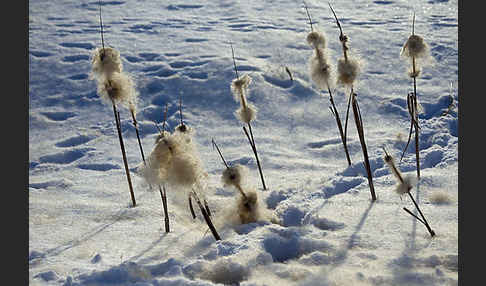 Breitblättriger Rohrkolben (Typha latifolia)