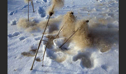 Breitblättriger Rohrkolben (Typha latifolia)