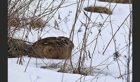 Feldhase (Lepus europaeus)