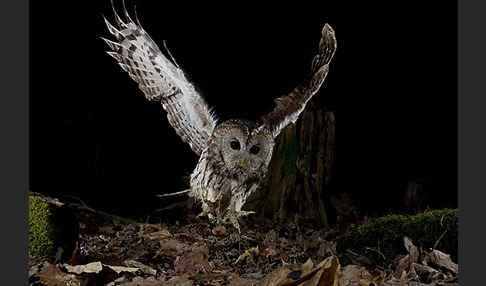 Waldkauz (Strix aluco)