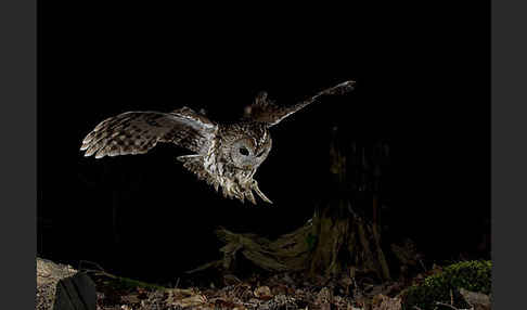 Waldkauz (Strix aluco)