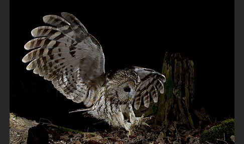 Waldkauz (Strix aluco)