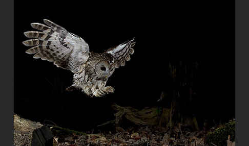 Waldkauz (Strix aluco)