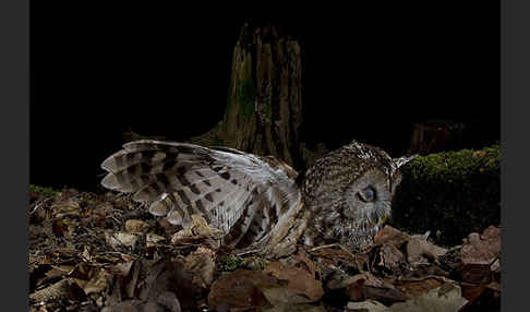 Waldkauz (Strix aluco)