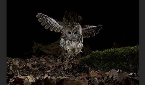 Waldkauz (Strix aluco)