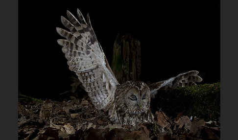 Waldkauz (Strix aluco)