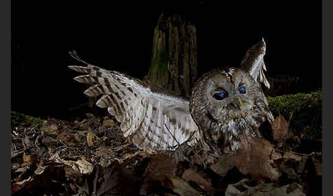 Waldkauz (Strix aluco)