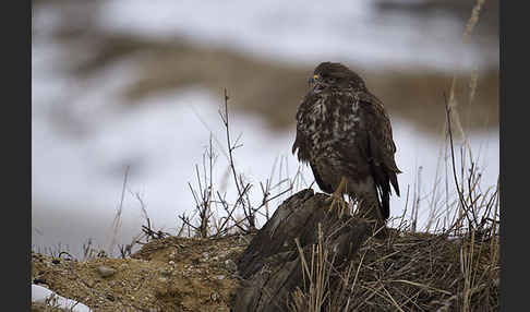 Mäusebussard (Buteo buteo)