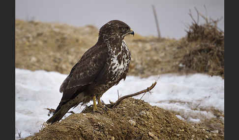 Mäusebussard (Buteo buteo)