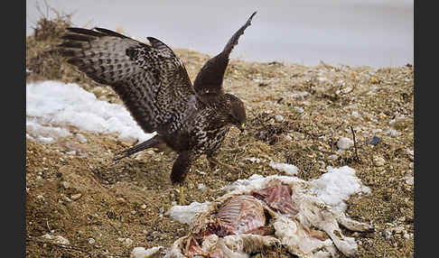 Mäusebussard (Buteo buteo)