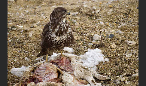 Mäusebussard (Buteo buteo)