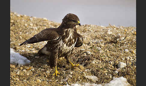 Mäusebussard (Buteo buteo)