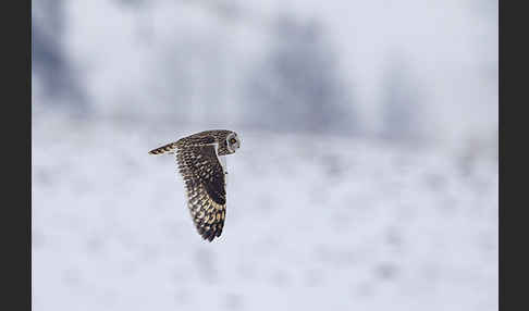 Sumpfohreule (Asio flammeus)