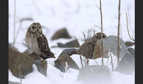 Sumpfohreule (Asio flammeus)