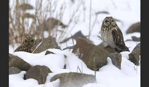 Sumpfohreule (Asio flammeus)