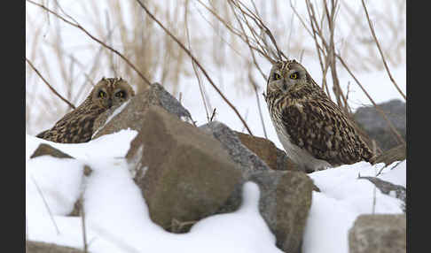 Sumpfohreule (Asio flammeus)