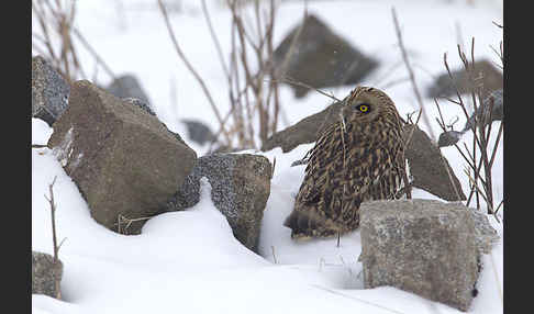 Sumpfohreule (Asio flammeus)