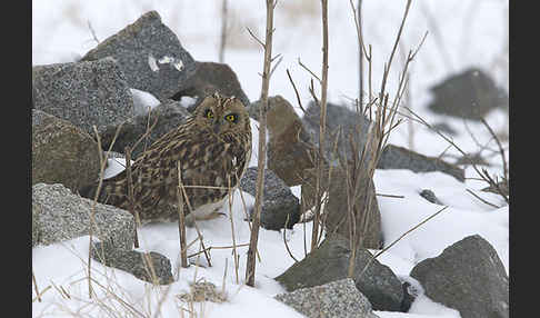 Sumpfohreule (Asio flammeus)