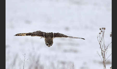 Sumpfohreule (Asio flammeus)