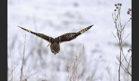 Sumpfohreule (Asio flammeus)