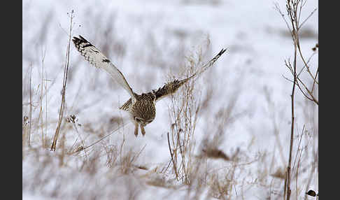 Sumpfohreule (Asio flammeus)