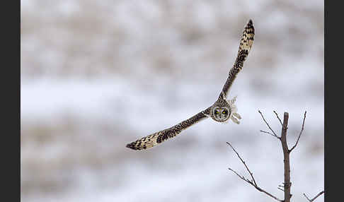 Sumpfohreule (Asio flammeus)