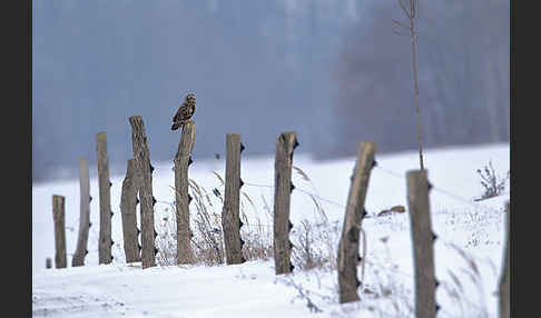 Sumpfohreule (Asio flammeus)