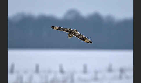 Sumpfohreule (Asio flammeus)