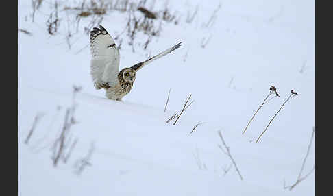 Sumpfohreule (Asio flammeus)