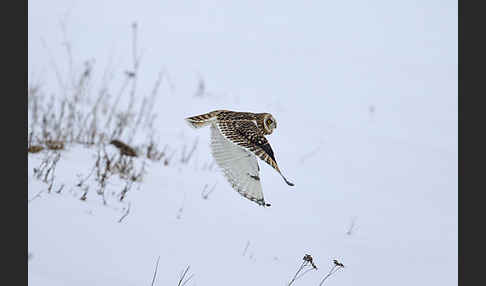 Sumpfohreule (Asio flammeus)