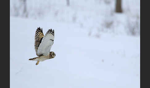 Sumpfohreule (Asio flammeus)