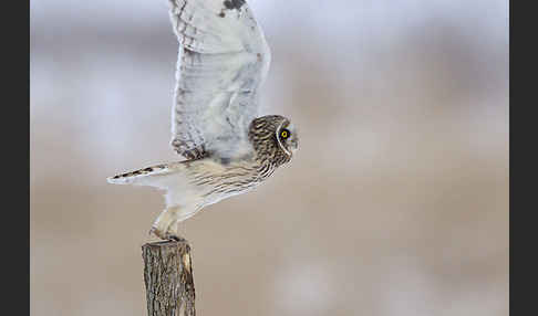 Sumpfohreule (Asio flammeus)