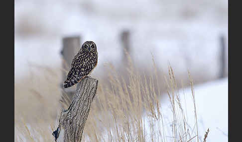 Sumpfohreule (Asio flammeus)