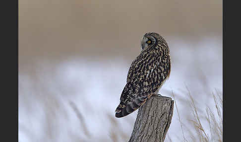 Sumpfohreule (Asio flammeus)