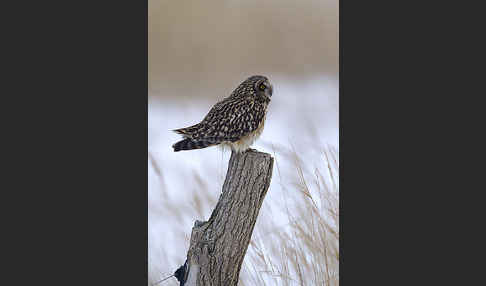 Sumpfohreule (Asio flammeus)