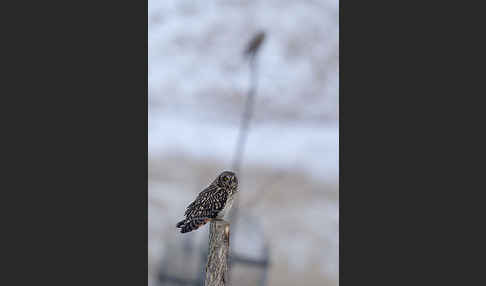 Sumpfohreule (Asio flammeus)