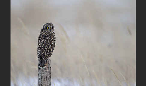 Sumpfohreule (Asio flammeus)