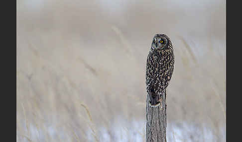 Sumpfohreule (Asio flammeus)