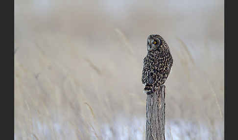 Sumpfohreule (Asio flammeus)