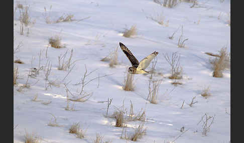 Sumpfohreule (Asio flammeus)