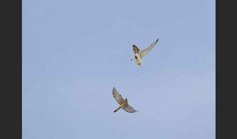 Turmfalke (Falco tinnunculus)