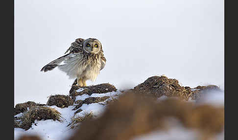 Sumpfohreule (Asio flammeus)