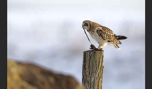 Sumpfohreule (Asio flammeus)